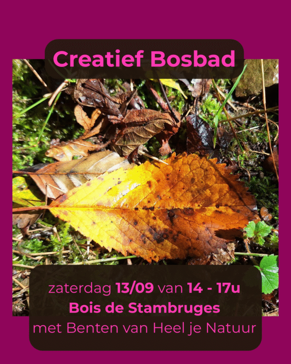 creatief-bosbad